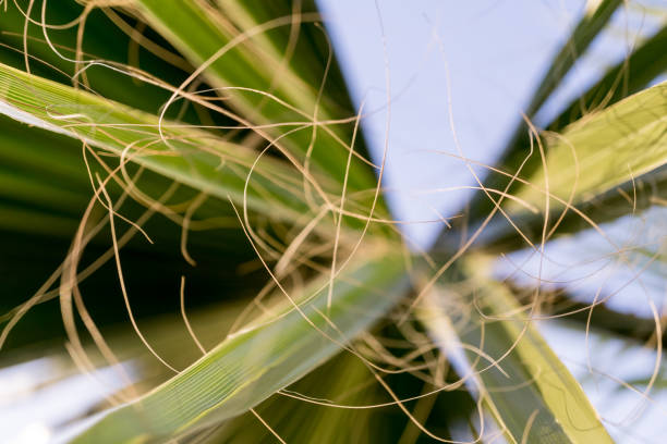 istock Beautiful exotic pattern of green tropical palm leaves 1299944945