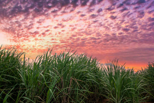 istock sugar cane plantation on a sunset. 1299945246
