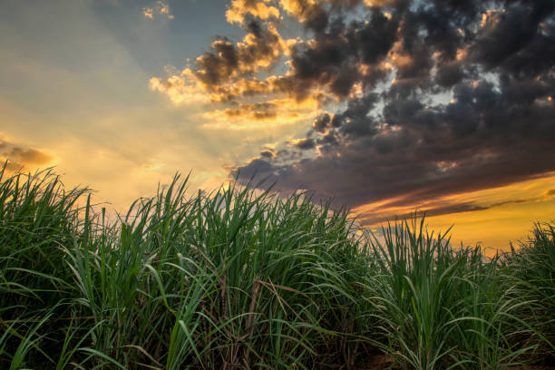 istock sugar cane plantation on a sunset. 1299945257