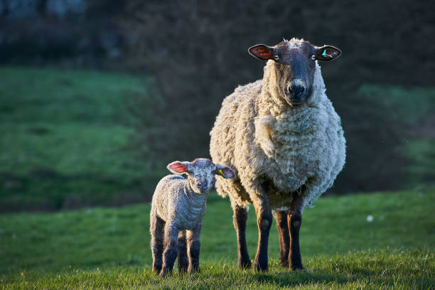 istock A Mother Sheep with her lamb 1299945344