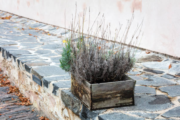 dry plants in an old wooden box