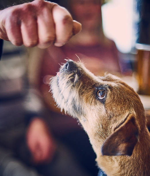 istock A Boarder Terrier waits expectantly for food from its master's hand 1299945436