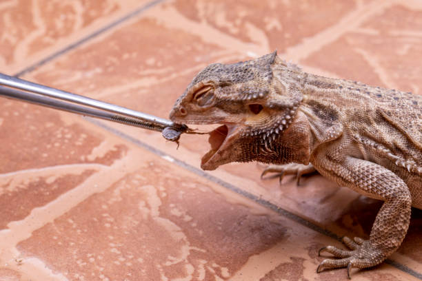 istock A bearded dragon (Pogona sp) eating cricket. 1299945526