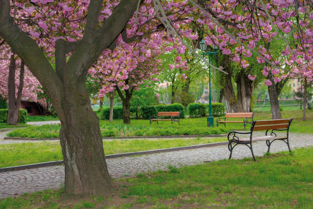 istock sakura blossom in the park 1299945534