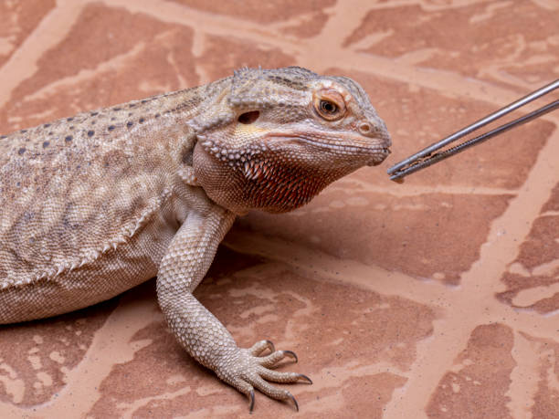 istock A bearded dragon (Pogona sp) eating cricket. 1299945536