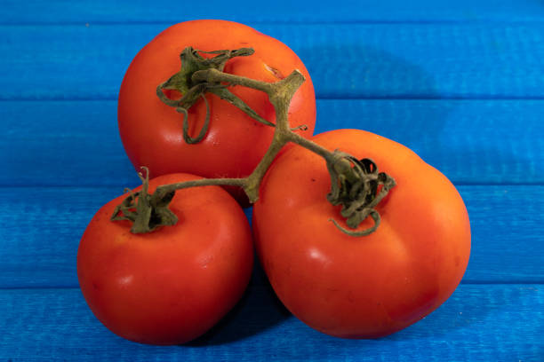 istock Three Spectacular ripe organic tomatoes on a light blue table. 1299946394