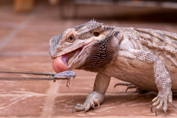 istock A bearded dragon (Pogona sp) eating cricket. 1299946397