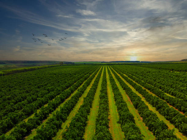 vistas aéreas sobre la parte superior de las hileras de naranjos en plantación al atardecer - fruta cítrica fotografías e imágenes de stock