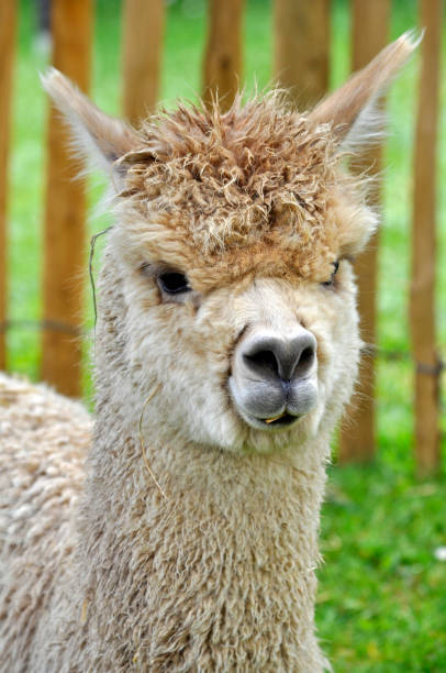 istock A lovely  brown Alpaca sitting alone in a green lawn. 1299946591