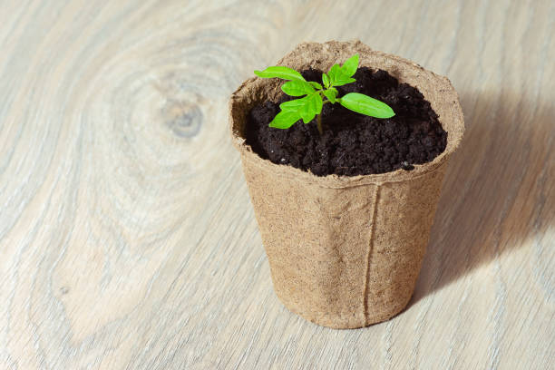 istock Young tomato seedling sprouts in the peat pots isolated on white background. Gardening concept 1299946693