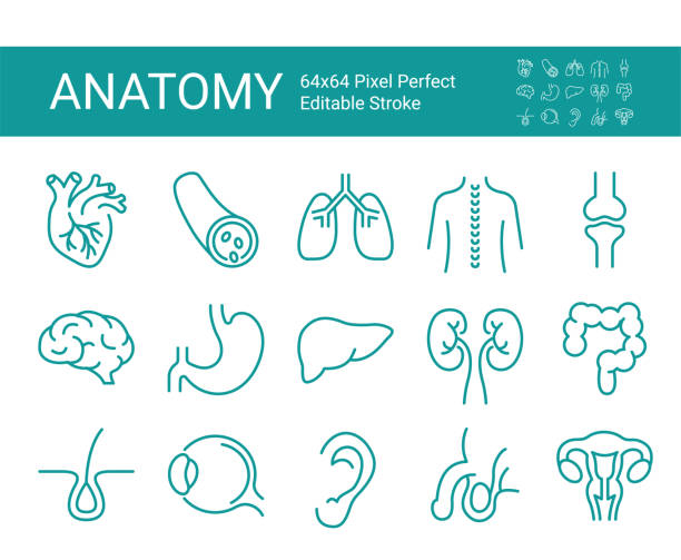 illustrazioni stock, clip art, cartoni animati e icone di tendenza di set di icone di linea vettoriale di anatomia per web e app. tratto vettoriale modificabile. 64x64 pixel perfetto. - osso parte del corpo