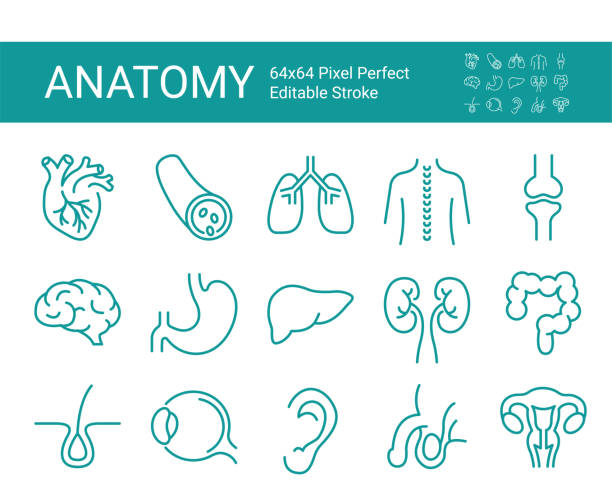 Set of vector line icons of anatomy for web and apps. Editable vector stroke. 64x64 Pixel Perfect. Set of vector line icons of anatomy for web and apps. Editable vector stroke. 64x64 Pixel Perfect. skin exame stock illustrations