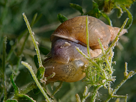 Great pond snail, Spitzschlammschnecke (Lymnaea stagnalis)