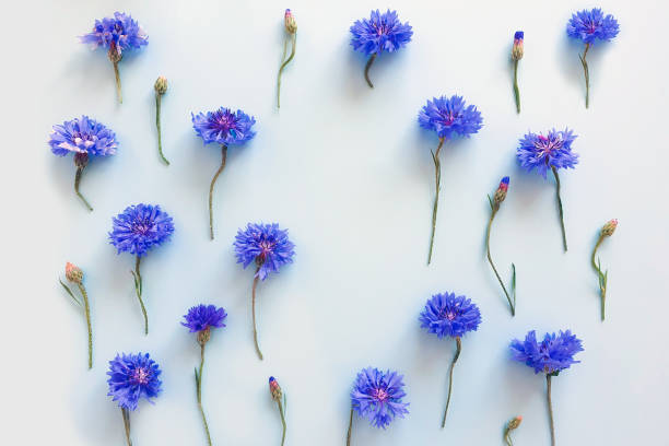 cornflowers on blue background. Floral frame. Free space for text or beauty product. Flower flatlay. cornflowers on blue background. Floral frame. Free space for text or beauty product. Flower flatlay. Blewit stock pictures, royalty-free photos & images