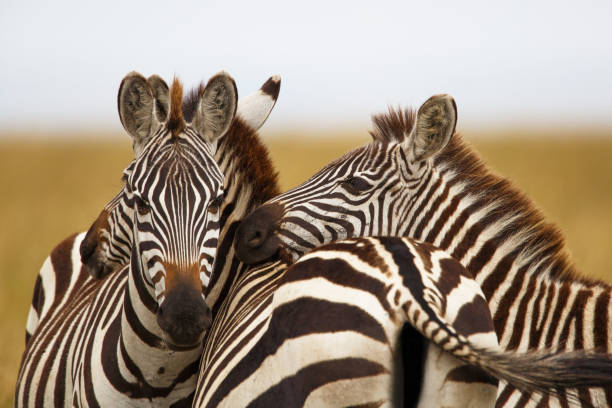 istock Zebra portrait in the Masai Mara National Park 1299948071
