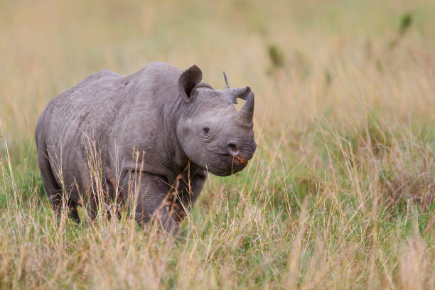 Black rhinoceros (Diceros bicornis) in Etosha National Park, Namibia.