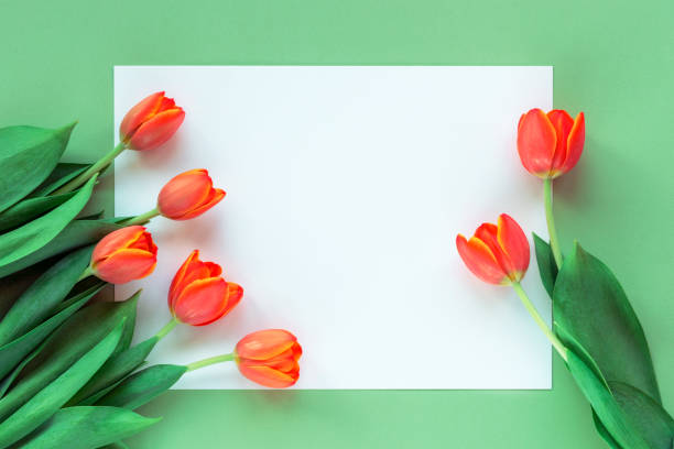 istock Orange tulips on blank sheet on green table. Spring festive background. Top view, flat lay, copy space 1299948129