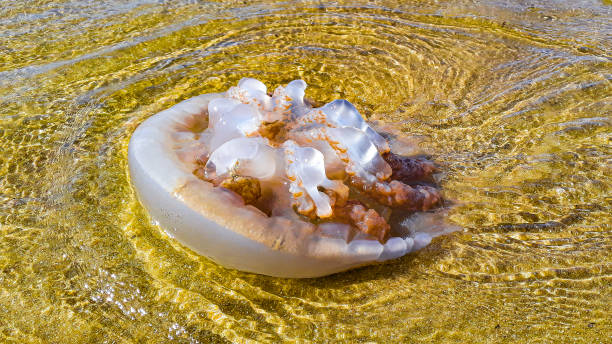 istock JellyFish at Shore of Beach 1299951464