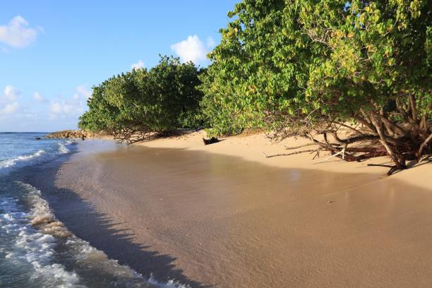 Grande-Terre island nature, Guadeloupe. Anse du Souffleur beach.
