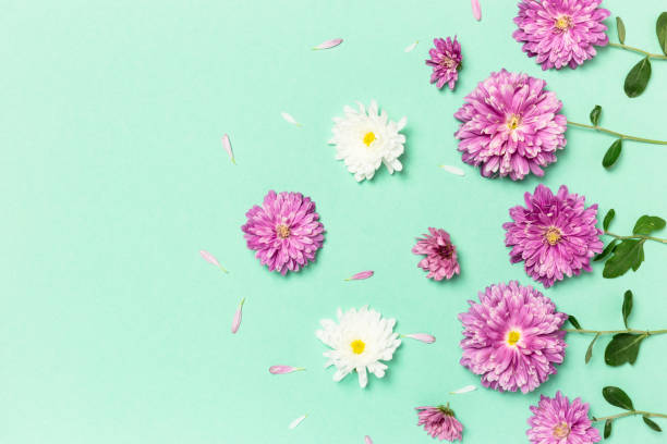 istock Creative layout made with violet and white flowers on pastel green background 1299952453