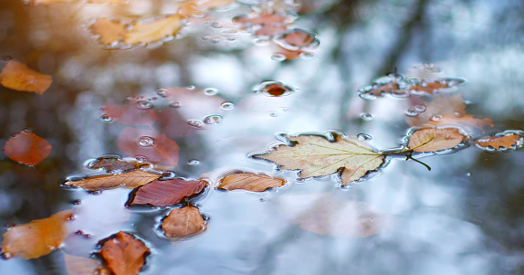 Autumn leafs in water. Nature conceptual composition.