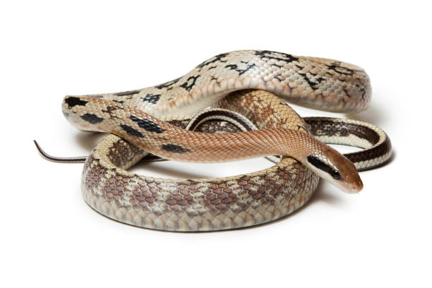 istock Elaphe taeniura snake isolated on white background 1299952688