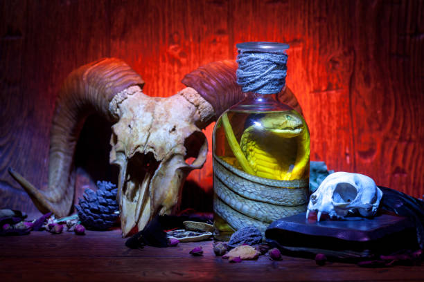 natura morta di stregoneria vintage con cobra di serpente e teschi. - halloween horror death gothic style foto e immagini stock