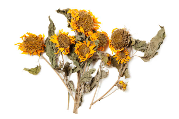 istock Herbarium sunflower with dry pressed plants on white 1299952932