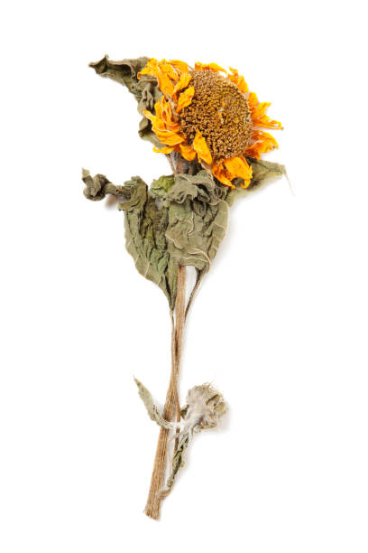 istock Herbarium sunflower with dry pressed plants on white 1299952983