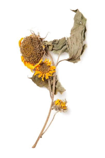 istock Herbarium sunflower with dry pressed plants on white 1299953045