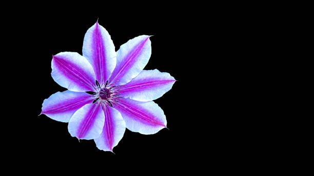 istock Pink clematis flower isolated, black background 1299953134