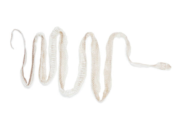 Shedding snake skin isolated on white background Shedding small-tailed snake skin isolated on white background molting stock pictures, royalty-free photos & images