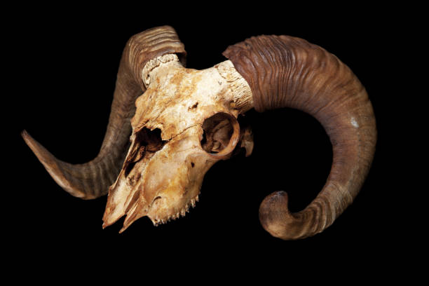 istock Ram skull isolated on the black background 1299953806