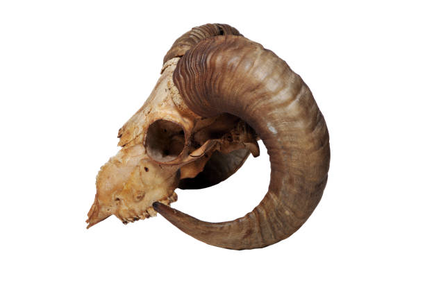 ram skull isolated on the white background - jumbuck imagens e fotografias de stock