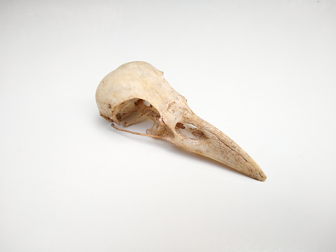 Raven's skull isolated on white background