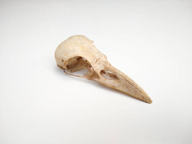 烏鴉的頭骨被隔離在白色背景上 - 動物頭骨 個照片及圖片檔