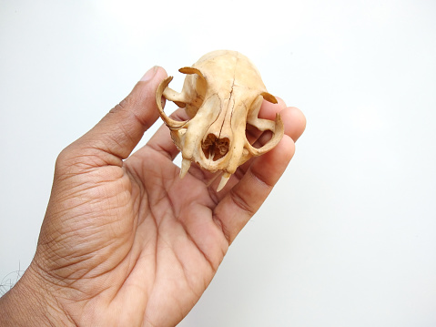 Cat's skull (cranium) holding in hand, isolated on white background