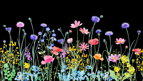 A watercolor illustration of a spring field where various flowers are in full bloom. Horizontal seamless pattern. (Black background)