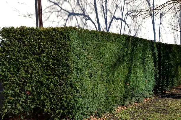 trimmed hedge of yew near a white wall in the park. the shadows of linden trees are projected on white plaster. beautifully dense cut regularly in the shape of a block. around lawn and tree trunk, sun