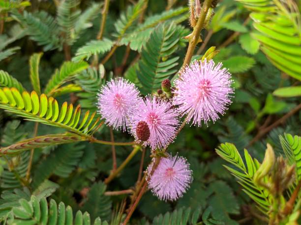 보르네오 열대 자연에서 자라는 공주 꽃 수줍음 (미모사 푸디카) - sensitive plant 뉴스 사진 이미지