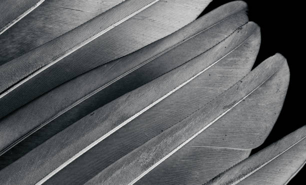 istock gray feather pigeon macro photo. texture or background 1299955980