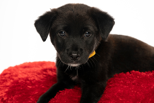 portrait of a little black stret dog puppy in the studio on a white background