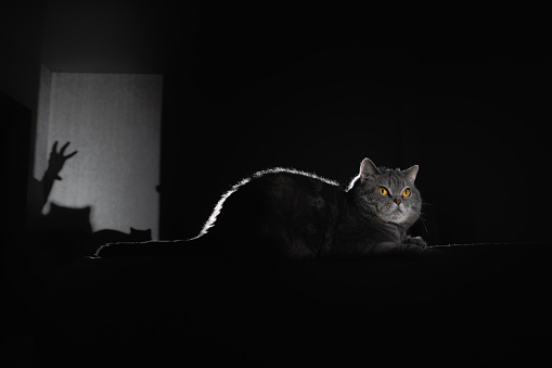 A British gray cat lies on the back of a sofa against the hand shadow on the wall. Portrait of a pet with yellow eyes in a dark room. Animal games, night thoughts and fears concept.