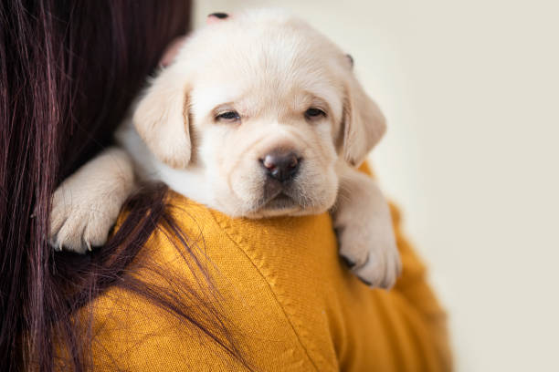 18,841 New Puppy Stock Photos, Pictures & Royalty-Free Images - iStock | Woman with new puppy, New puppy in house, Family with new puppy 18,841 New Puppy Stock Photos, Pictures & Royalty-Free Images - iStock | Woman with new puppy, New puppy in house, Family with new puppy