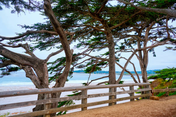 istock Wind Blown trees along the beach-Carmel,  California 1299962867