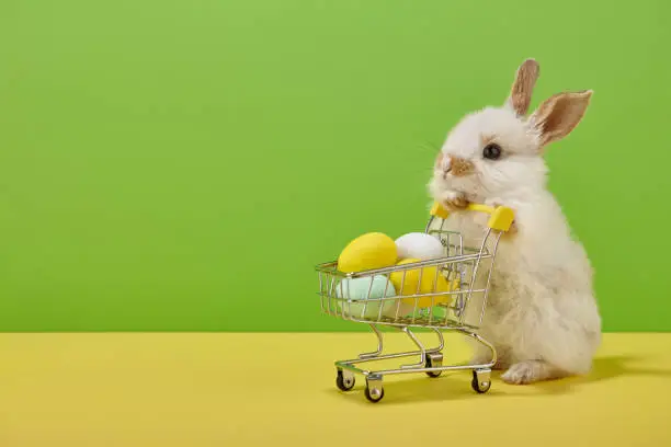 Photo of Easter bunny rabbit with shopping basket