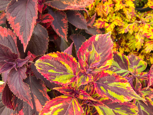 istock Red and pink coleus leaves 1299964759