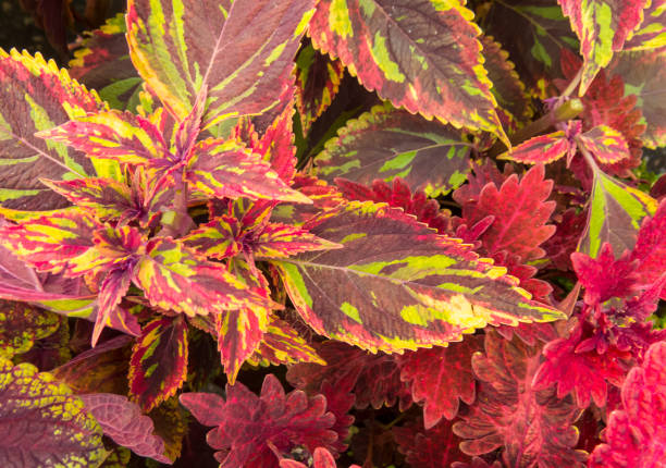 istock Red and pink coleus leaves 1299964760