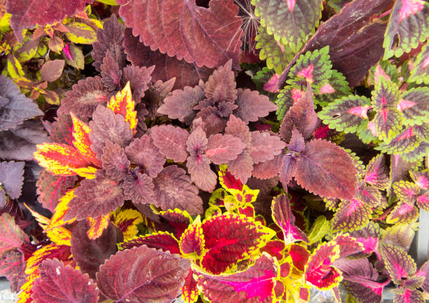 istock Red and pink coleus leaves 1299964764