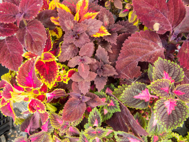 istock Red and pink coleus leaves 1299964800
